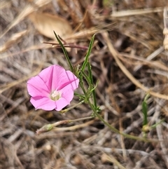 Convolvulus angustissimus subsp. angustissimus (Australian Bindweed) at Whitlam, ACT - 12 Nov 2024 by sangio7