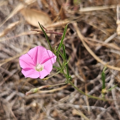 Convolvulus angustissimus subsp. angustissimus (Australian Bindweed) at Whitlam, ACT - 12 Nov 2024 by sangio7