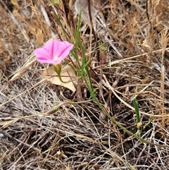 Convolvulus angustissimus subsp. angustissimus at Whitlam, ACT - 12 Nov 2024 10:03 AM