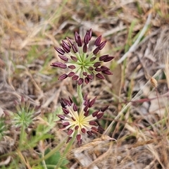 Oreomyrrhis eriopoda (Australian Carraway) at Whitlam, ACT - 12 Nov 2024 by sangio7