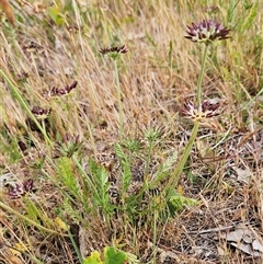 Oreomyrrhis eriopoda at Whitlam, ACT - 12 Nov 2024