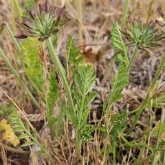 Oreomyrrhis eriopoda at Whitlam, ACT - 12 Nov 2024