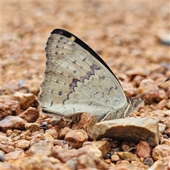 Junonia villida (Meadow Argus) at Kambah, ACT - 13 Nov 2024 by MatthewFrawley