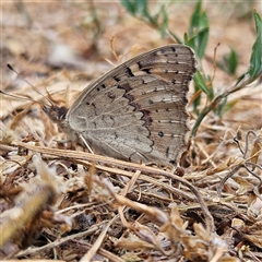 Junonia villida at Kambah, ACT - 13 Nov 2024