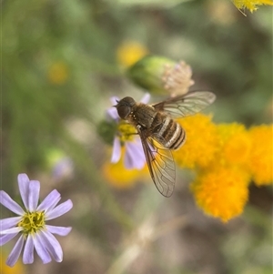 Villa sp. (genus) at Yarralumla, ACT - 13 Nov 2024