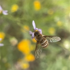 Villa sp. (genus) at Yarralumla, ACT - 13 Nov 2024