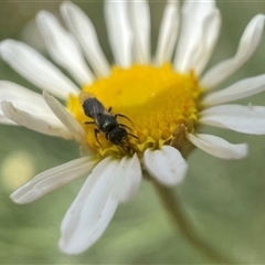 Lasioglossum (Homalictus) sphecodoides (Furrow Bee) at Fyshwick, ACT - 9 Nov 2024 by PeterA