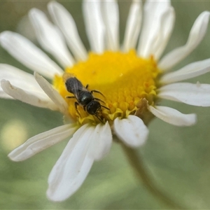 Lasioglossum (Homalictus) sphecodoides at Fyshwick, ACT - 9 Nov 2024