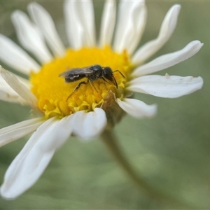 Lasioglossum (Homalictus) sphecodoides at Fyshwick, ACT - 9 Nov 2024