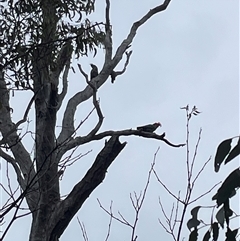 Callocephalon fimbriatum (Gang-gang Cockatoo) at Red Hill, ACT - 12 Nov 2024 by PeterA