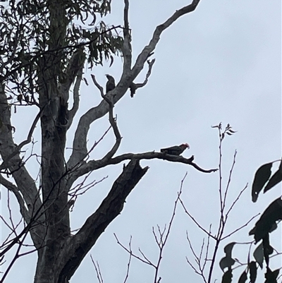 Callocephalon fimbriatum (Gang-gang Cockatoo) at Red Hill, ACT - 11 Nov 2024 by PeterA