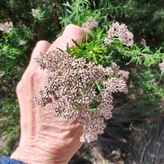 Cassinia aculeata at Runnymede, TAS - 10 Nov 2024 by LyndalT