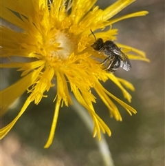 Lasioglossum (Chilalictus) sp. (genus & subgenus) (Halictid bee) at Yarralumla, ACT - 10 Nov 2024 by PeterA