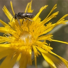 Lasioglossum (Chilalictus) sp. (genus & subgenus) at Yarralumla, ACT - 10 Nov 2024 01:54 PM