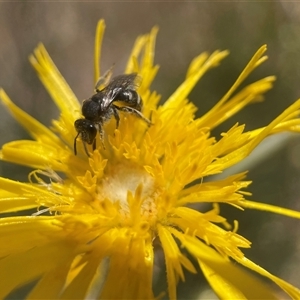 Lasioglossum (Chilalictus) sp. (genus & subgenus) at Yarralumla, ACT - 10 Nov 2024 01:54 PM