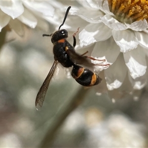 Paralastor sp. (genus) at Yarralumla, ACT - 10 Nov 2024