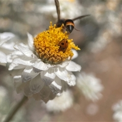 Paralastor sp. (genus) at Yarralumla, ACT - 10 Nov 2024