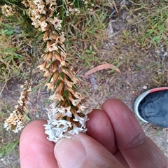 Unidentified Other Shrub at West Coast, TAS - 10 Nov 2024 by LyndalT