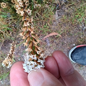 Unidentified Other Shrub at West Coast, TAS by LyndalT