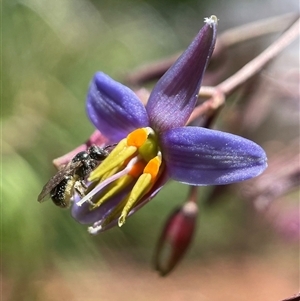 Lasioglossum (Homalictus) sphecodoides at Yarralumla, ACT - 10 Nov 2024