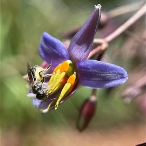 Lasioglossum (Homalictus) sphecodoides at Yarralumla, ACT - 10 Nov 2024