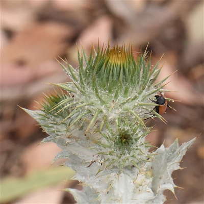 Onopordum acanthium (Scotch Thistle) at Gundaroo, NSW - 10 Nov 2024 by ConBoekel