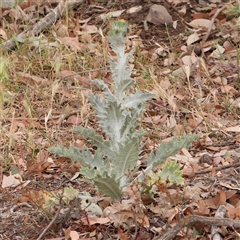 Onopordum acanthium at Gundaroo, NSW - 11 Nov 2024