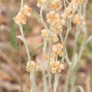 Pseudognaphalium luteoalbum at Gundaroo, NSW - 11 Nov 2024