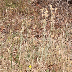 Pseudognaphalium luteoalbum at Gundaroo, NSW - 11 Nov 2024