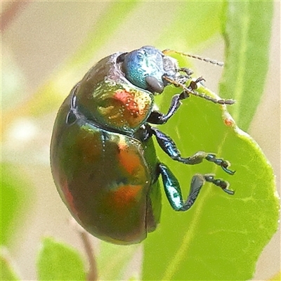 Callidemum hypochalceum (Hop-bush leaf beetle) at Gundaroo, NSW - 11 Nov 2024 by ConBoekel