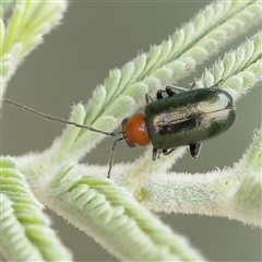 Adoxia benallae (Leaf beetle) at Gundaroo, NSW - 11 Nov 2024 by ConBoekel