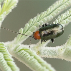 Adoxia benallae at Gundaroo, NSW - 11 Nov 2024