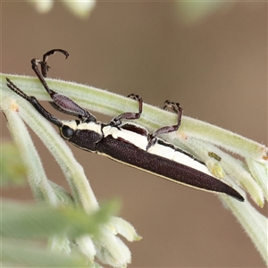 Rhinotia sp. (genus) at Gundaroo, NSW - 11 Nov 2024