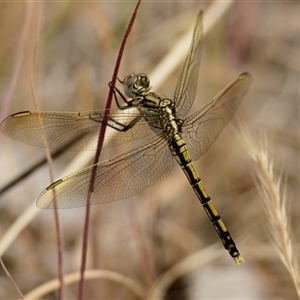 Orthetrum caledonicum at Strathnairn, ACT - 13 Nov 2024 10:24 AM