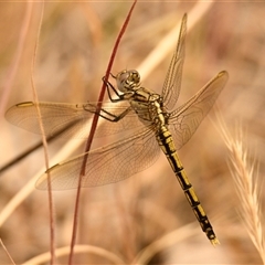 Orthetrum caledonicum at Strathnairn, ACT - 13 Nov 2024 10:24 AM