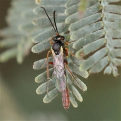 Ichneumonoidea (Superfamily) (A species of parasitic wasp) at Gundaroo, NSW - 11 Nov 2024 by ConBoekel