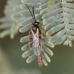 Unidentified Wasp (Hymenoptera, Apocrita) at Gundaroo, NSW - 10 Nov 2024 by ConBoekel