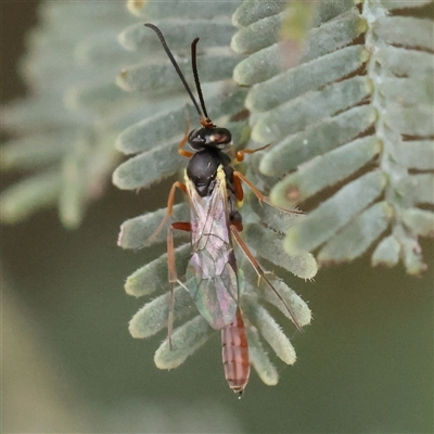 Ichneumonoidea (Superfamily) (A species of parasitic wasp) at Gundaroo, NSW - 11 Nov 2024 by ConBoekel