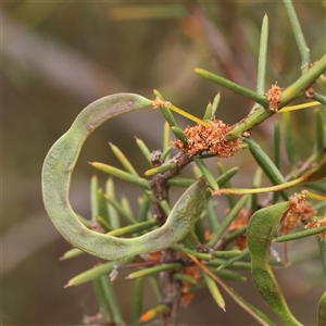 Acacia genistifolia at Gundaroo, NSW - 11 Nov 2024 10:16 AM