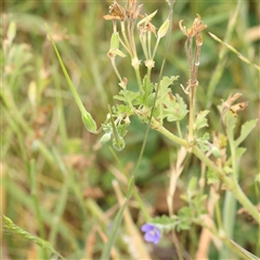 Erodium crinitum (Native Crowfoot) at Gundaroo, NSW - 10 Nov 2024 by ConBoekel