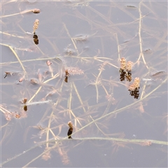 Potamogeton ochreatus (Blunt Pondweed) at Gundaroo, NSW - 11 Nov 2024 by ConBoekel