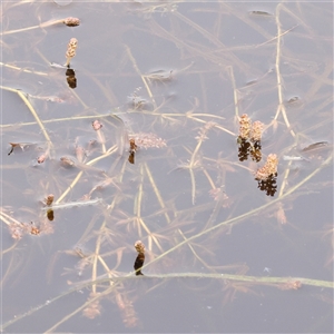 Potamogeton ochreatus at Gundaroo, NSW - 11 Nov 2024