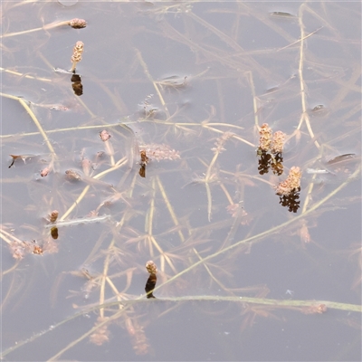 Potamogeton ochreatus (Blunt Pondweed) at Gundaroo, NSW - 10 Nov 2024 by ConBoekel