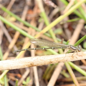 Xanthagrion erythroneurum at Gundaroo, NSW - 11 Nov 2024 10:09 AM