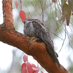 Podargus strigoides (Tawny Frogmouth) at Acton, ACT - 13 Nov 2024 by TimL