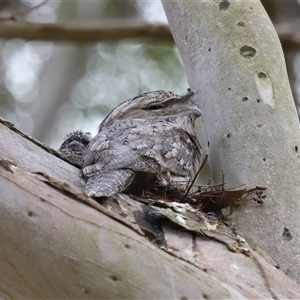 Podargus strigoides at Acton, ACT - 13 Nov 2024