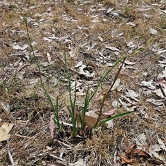 Dianella sp. aff. longifolia (Benambra) at Whitlam, ACT - 12 Nov 2024