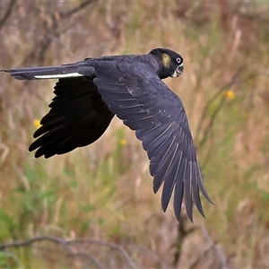 Zanda funerea at Strathnairn, ACT - 13 Nov 2024 08:07 AM