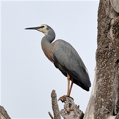 Egretta novaehollandiae (White-faced Heron) at Strathnairn, ACT - 12 Nov 2024 by MichaelWenke