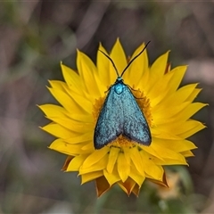 Pollanisus (genus) (A Forester Moth) at Hackett, ACT - 12 Nov 2024 by sbittinger